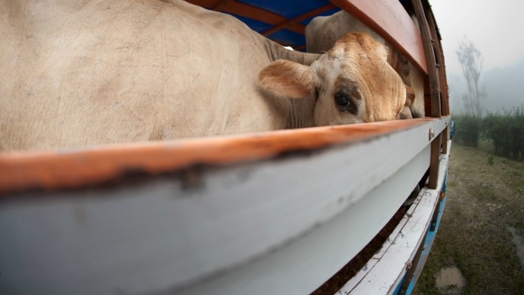 Turkey wants to import half a million live cattle every year