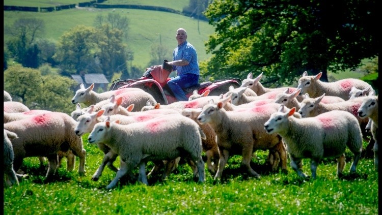 Richard Wilde (pictured) herding his lamb in Wales