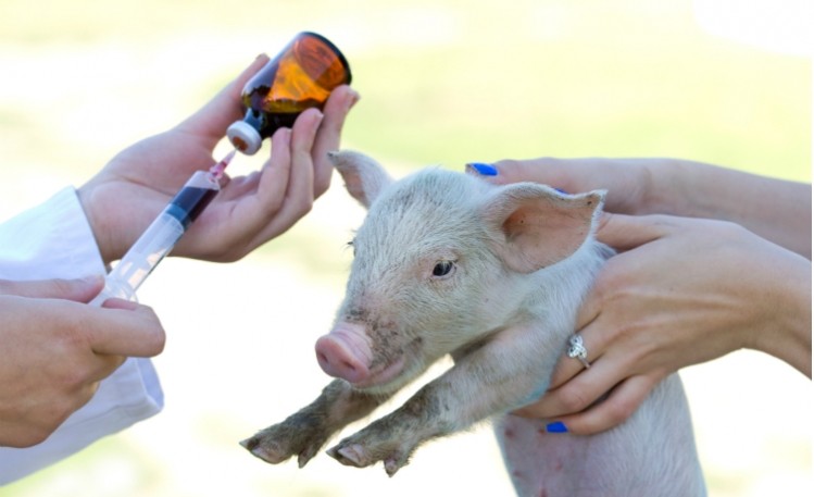 How should antibiotic use in animals be managed?