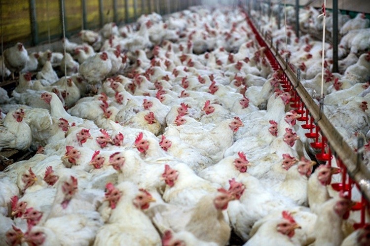 Ukraine poultry exports at risk