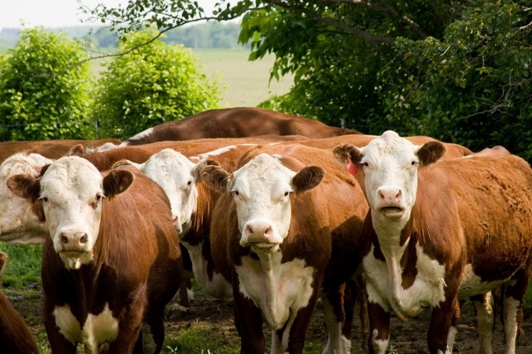 Plummeting beef prices in the UK scrutinised