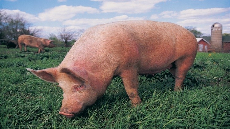 The UK's importing and exporting of pig meat has declined again