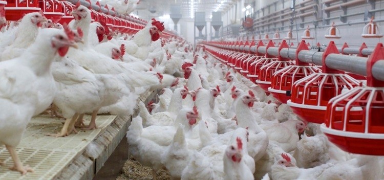 Atria embarks on ambitious €130m poultry scheme