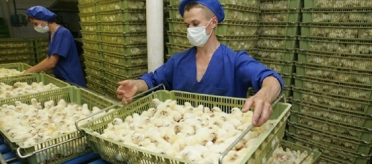 Labour costs hit Ukrainian processor