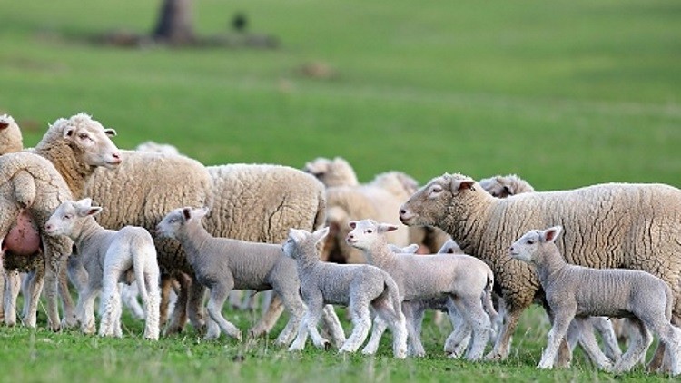 22% of sheep and goats were not stunned before slaughter