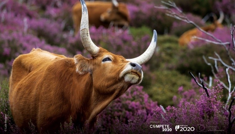 The project aims to make Portuguese indigenous breeds known and promoted