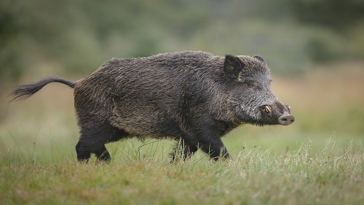 African swine fever hits annexed Crimea