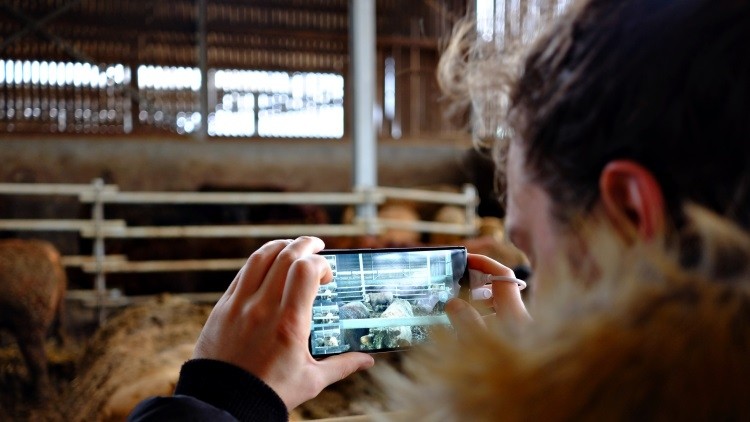 The smartphone app can determine the weight of livestock by taking a photograph