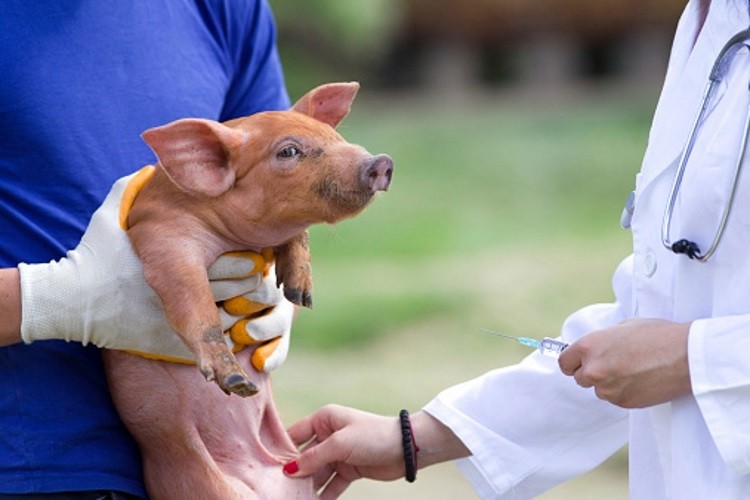 Antimicrobial veterinary product sales drop in Europe