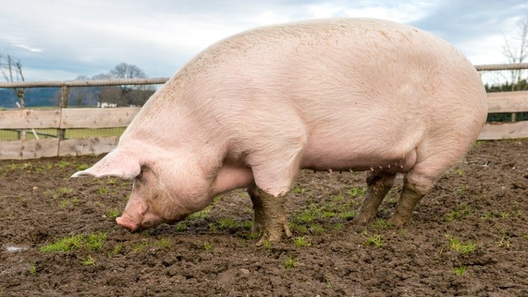 Further outbreaks of African Swine Fever in Europe