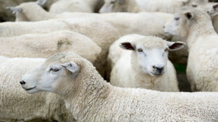 UK animal welfare groups have called for an end to non-stun slaughter