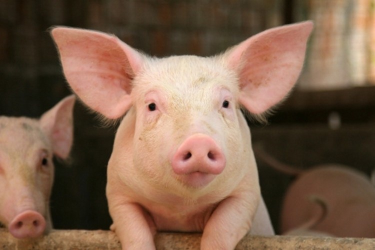 Pig facial recognition technology 