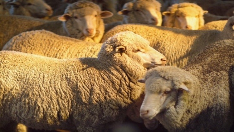 Russia sets sights on Australian sheep to boost lamb production