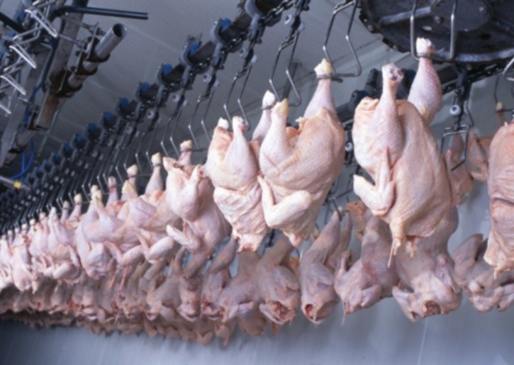 Russian poultry production sees downturn