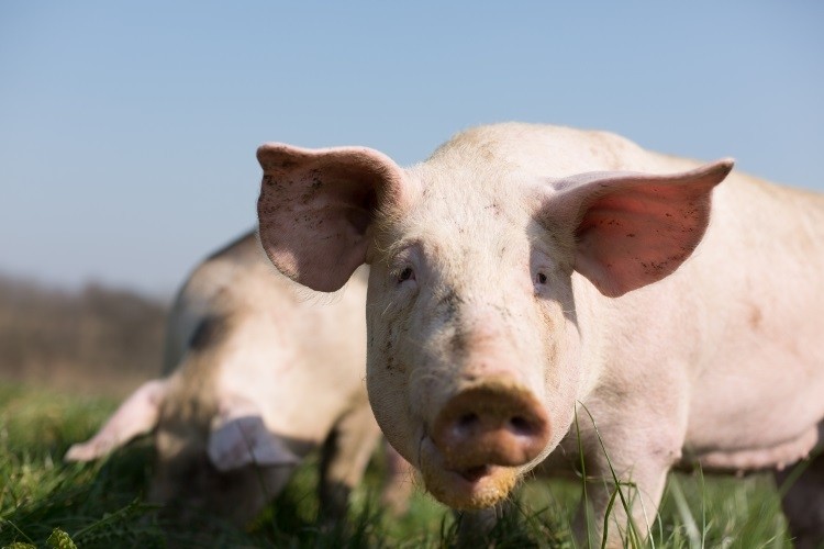 Albert Heijn introduces DNA traceability system for branded pork