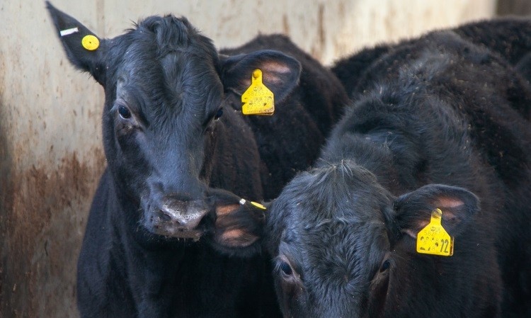 Aldi develops new sustainable sourcing method for beef