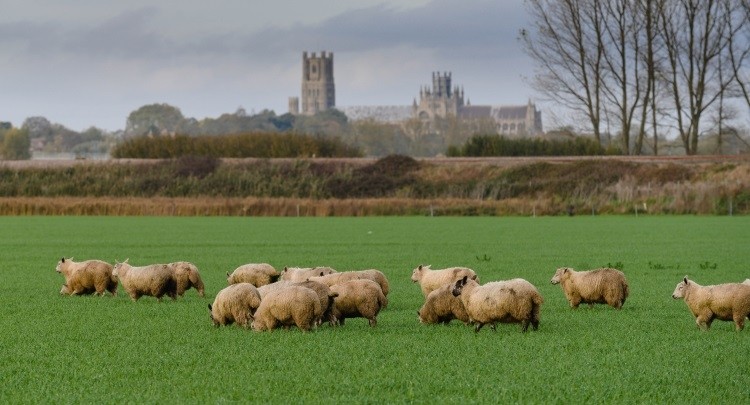 Waitrose makes British lamb pledge