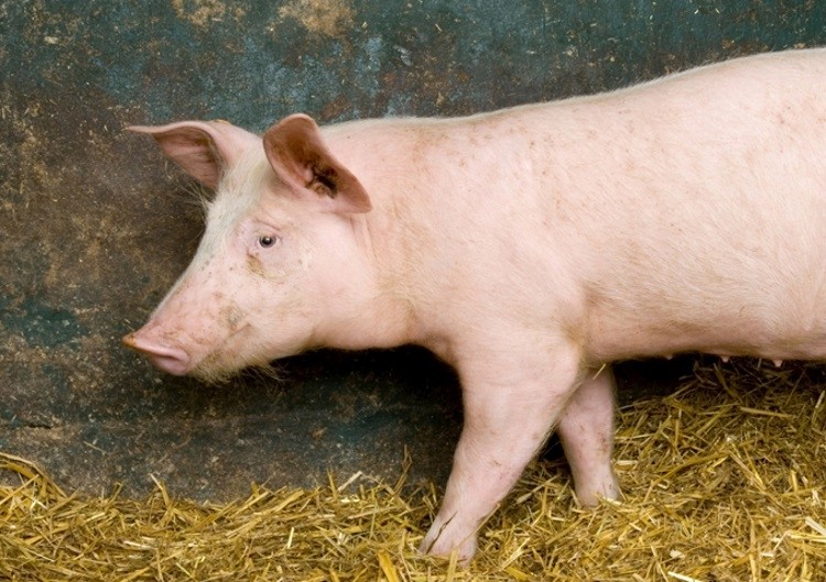 African Swine Fever confirmed in Greece