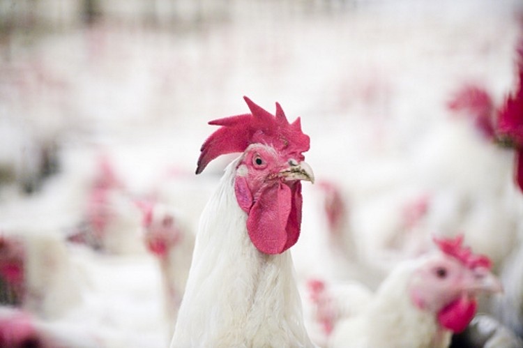 Avian influenza confirmed in Ukraine