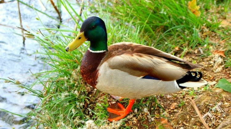 20,900 ducks were killed and disposed of in Denmark 