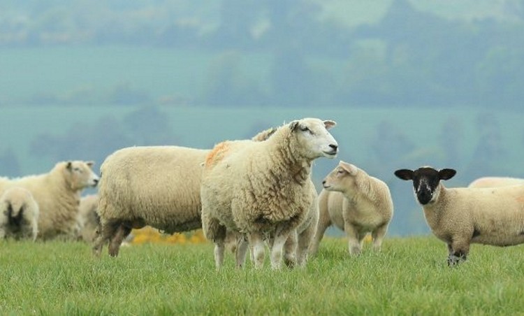 Irish farmers have urged the Government to be realistic regarding EID costs