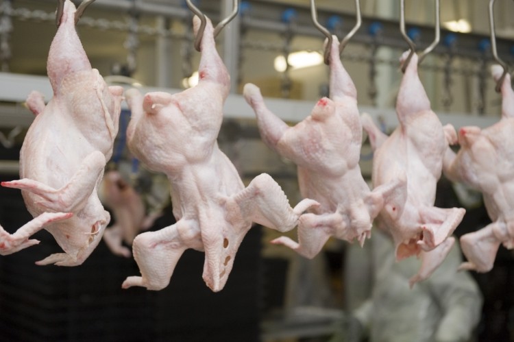 Polish MPs have put forward plans to ban non-stun slaughter