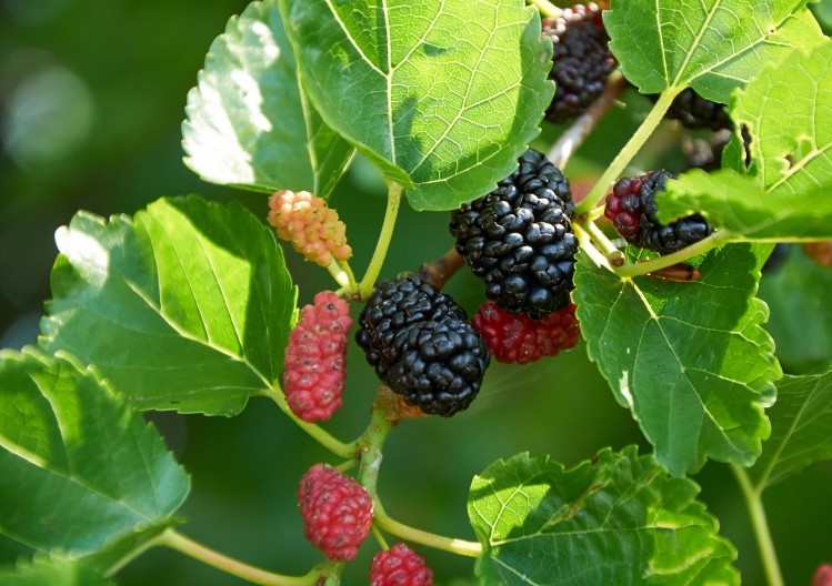 The potential benefits of mulberry are linked to compound called deoxynojirimycin (DNJ), which is a reported inhibitor of a carbohydrate-digesting enzyme.  Image © syaber / Getty Images
