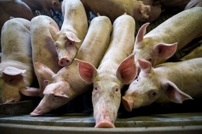 The pig sector wants to assess how welfare can be improved at the point of slaughter
