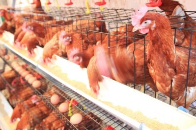 A temporary ban on Belgian eggs and poultry has been imposed by Saudi Arabia