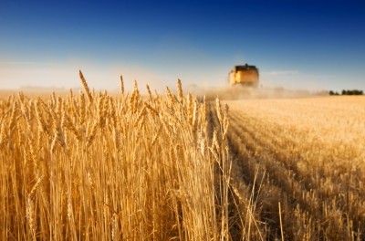 European isoglucose is made from either wheat or maize.