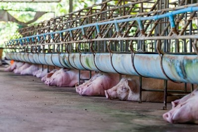A pig farm in Rukas experienced the worst ASF outbreak in Latvian history