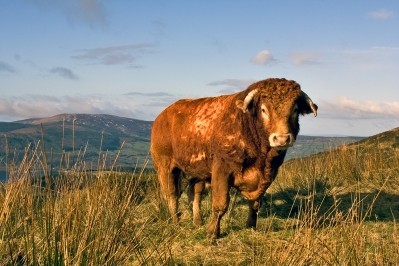 GCC has lifted ban on Irish beef and lamb