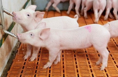 China's young pork industry is reaching out to foreign investors for sustenance 