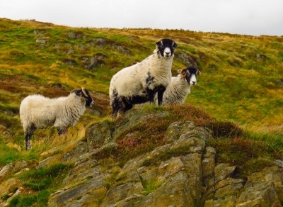 The Comeragh Mountain Lamb belongs to the Scotch Blackface breed