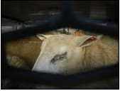RSPCA: Ramsgate live exports still causing welfare concerns