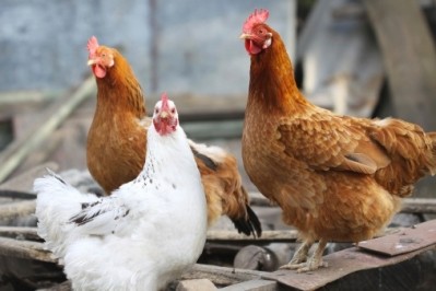 Ukraine bans provincial Chinese poultry imports