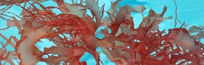 Carrageenan (from red seaweed) is just one hydrocolloid that may benefit from better marketing and communication about its natural origin.
