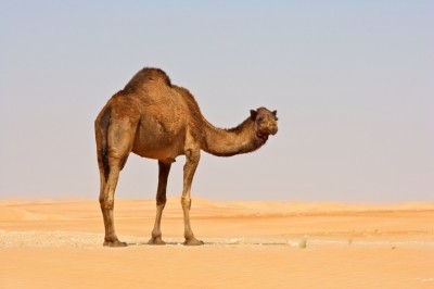 MERS-CoV is likely not driven by consumption of camel meat or milk. Picture: iStock 