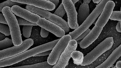 E.coli testing by FSIS could improve finds OIG audit