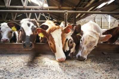 Report details growing market for feed additives