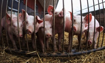 Despite being among the highest in Europe, pig prices have dropped by 9% year on year