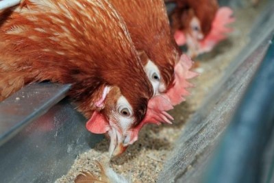 UK government poultry restrictions extended. Picture: NFU Cymru.