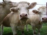 Ukraine combats livestock crisis