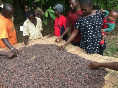 ICI and UTZ say declining cocoa prices may increase the risk of child labor.  Photo: UTZ