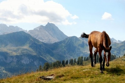 MEPs call for improved traceability of horsemeat