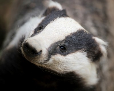 UK’s bTB badger cull ends early, as targets are missed