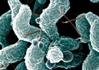 Campylobacter most common intestinal disease in Scotland. Picture courtesy of UK FSA