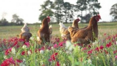 Poultry standards covering "pasture raised" birds demands each animal have 108 sq. ft. to move around out doors year round.