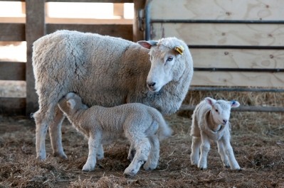 Welsh Lamb makes international progress