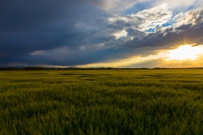 UK farmlands are in crisis and the industry must take steps to maintain its natural value, says Green Alliance ©iStock 